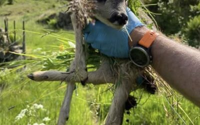 Farsund og Lyngdal Jeger- og fiskeforening